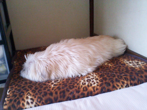 アザラシではありません!レオ